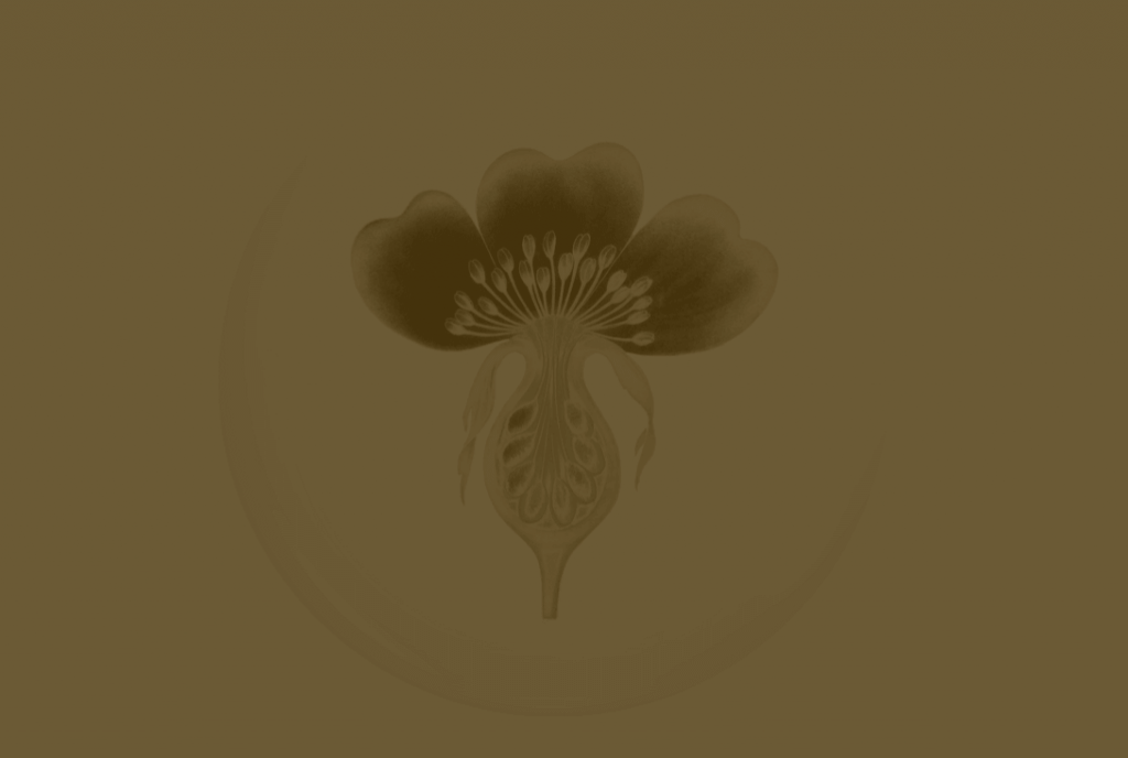 HF184 - Flower Womb Sepia